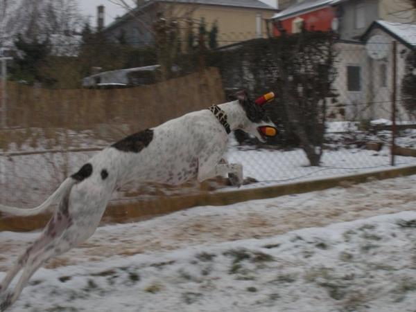 Galgo MATTEO aus Andalusien sucht ... -Galgo Lovers- - Seite 5 3577350