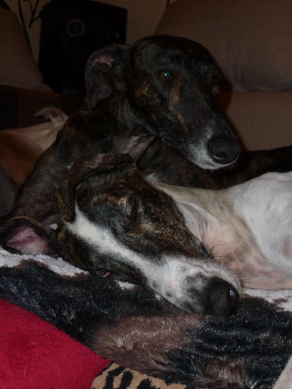 Galgo MATTEO aus Andalusien sucht ... -Galgo Lovers- - Seite 9 3877139