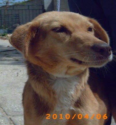 Mischlingshündin LOLA aus Andalusien sucht ... 4206328