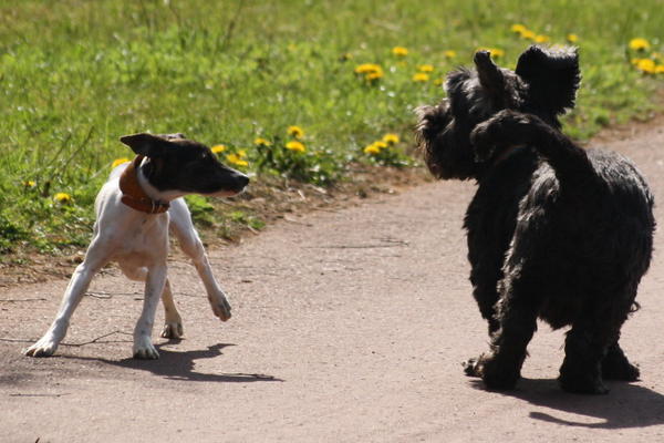 Ratonera-Mix Estee (jetzt KIKA) aus San Anton ... Galgo-Lovers.org 4227357