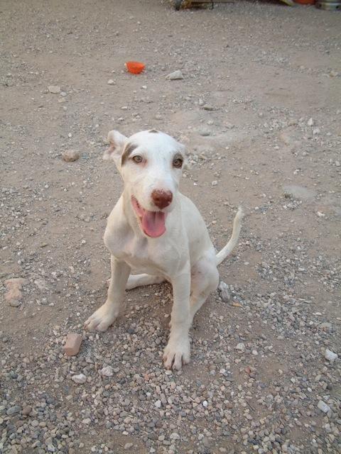 Podenco-Mix JAMIE aus Murcia sucht ... Hunde aus dem Süden 5088944