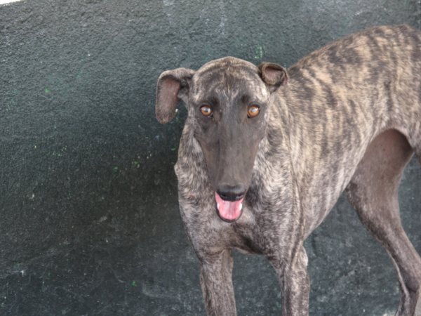 Galga Astra aus San Anton sucht ... 5161386