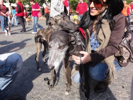 Galga CHEYENNE aus Murcia sucht ... - Seite 2 5350285