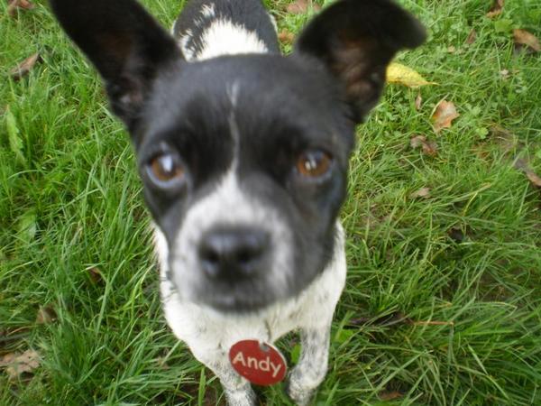 Chihuahua-Mix MICKA aus Murcia sucht ... 5366821