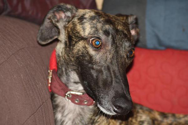 Galgo NEO aus San Anton sucht ... - Seite 4 5754036