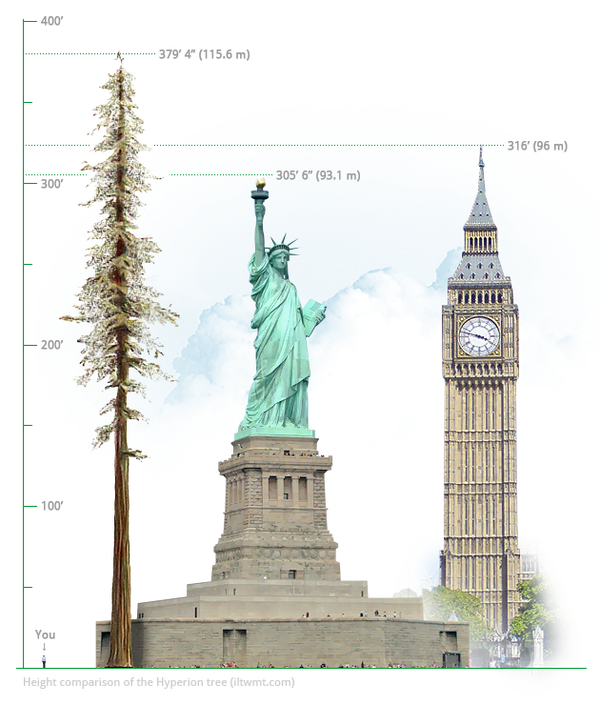 Tallest tree on the planet at the moment is a California redwood Hyperion whose growth is 115.61 meters G2BOA