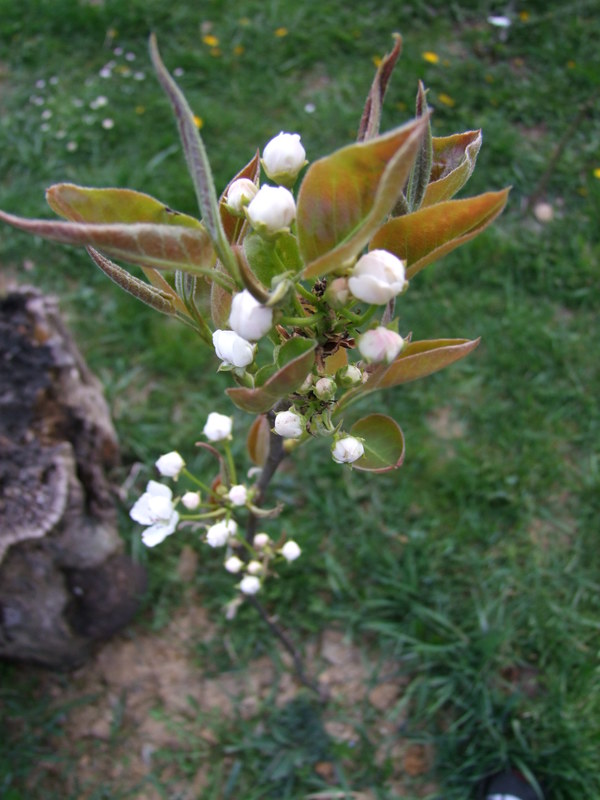 Pyrus pyrifolia - Nashi hrušeň DSCF5103