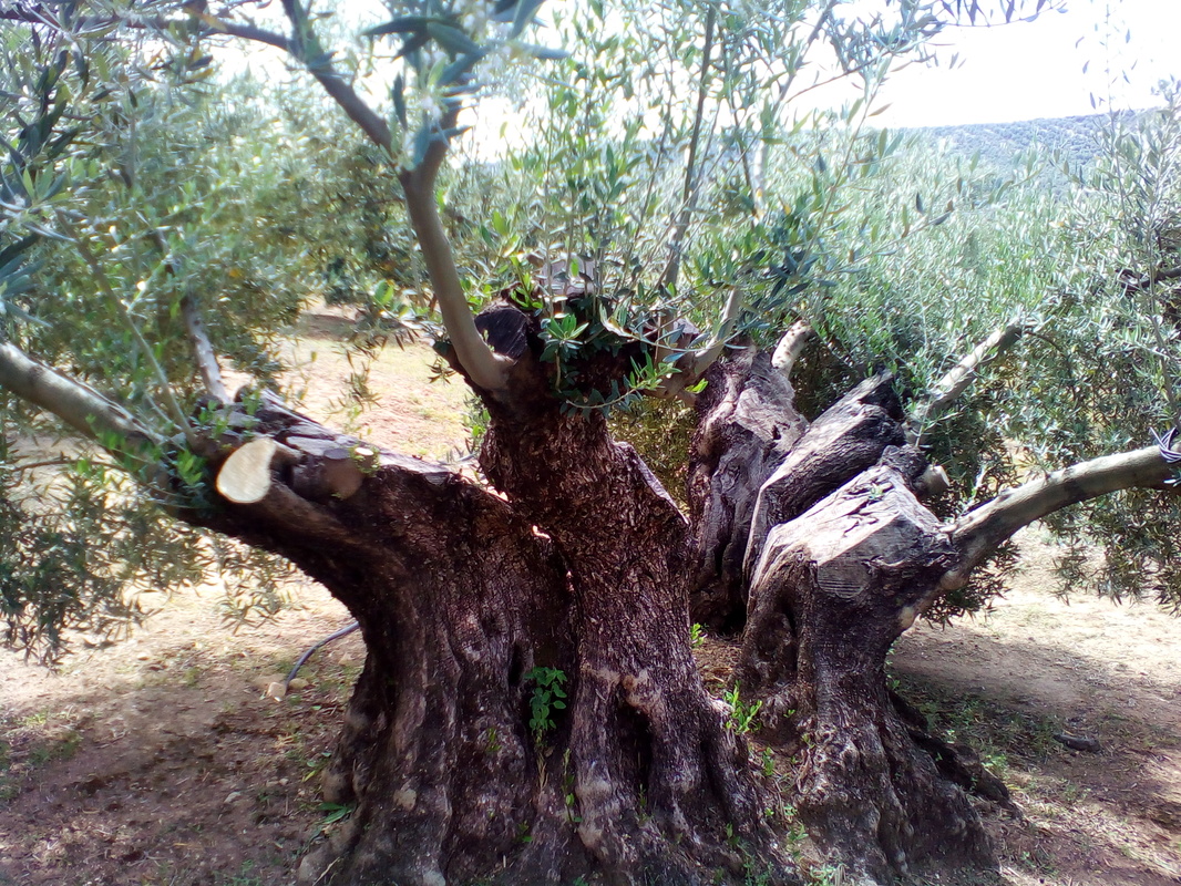 Arrojes en cortes de olivos talados este año (Córdoba) IMG_20170415_125738