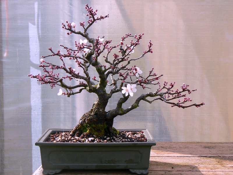 Shohin Plum 001