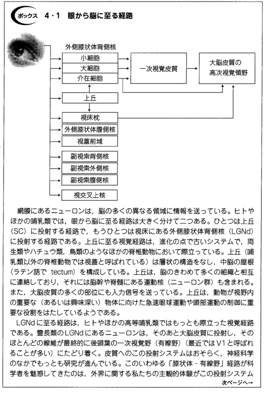 ２　目から脳へ（視覚経路） P62_1