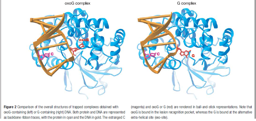 Error checking and  repair systems in the cell, amazing evidence of design DNA_repair_enzyme12345