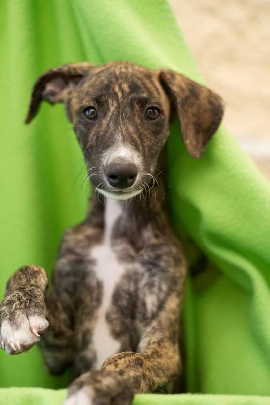 ADOPTADO.  STITCH. CACHORRITO DE GALGO EN ADOPCION. MADRID. MUY URGENTE. Stitch7