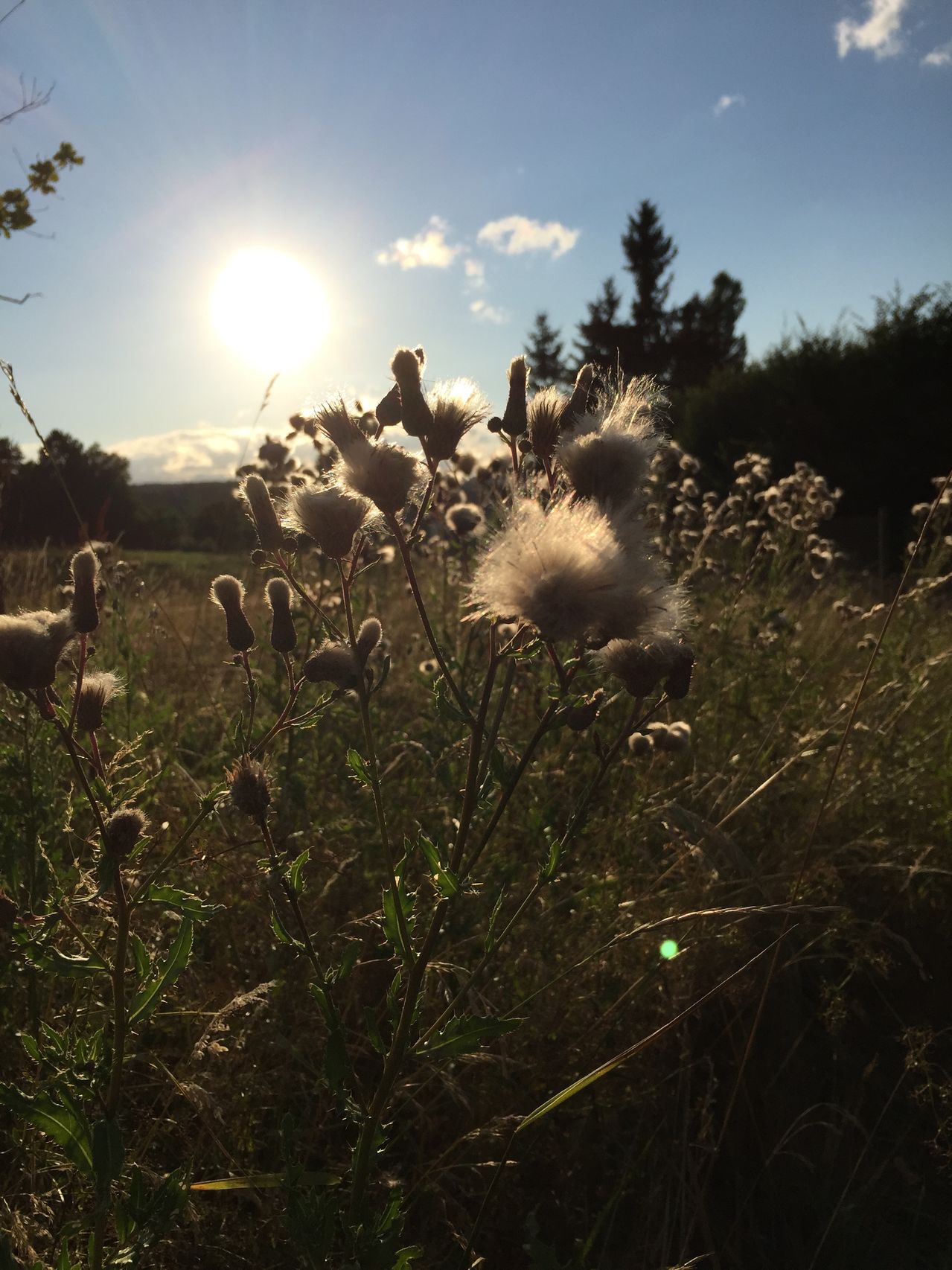 Abendwanderung IMG_0177