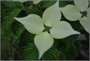 Cornus kousa DSC_0017