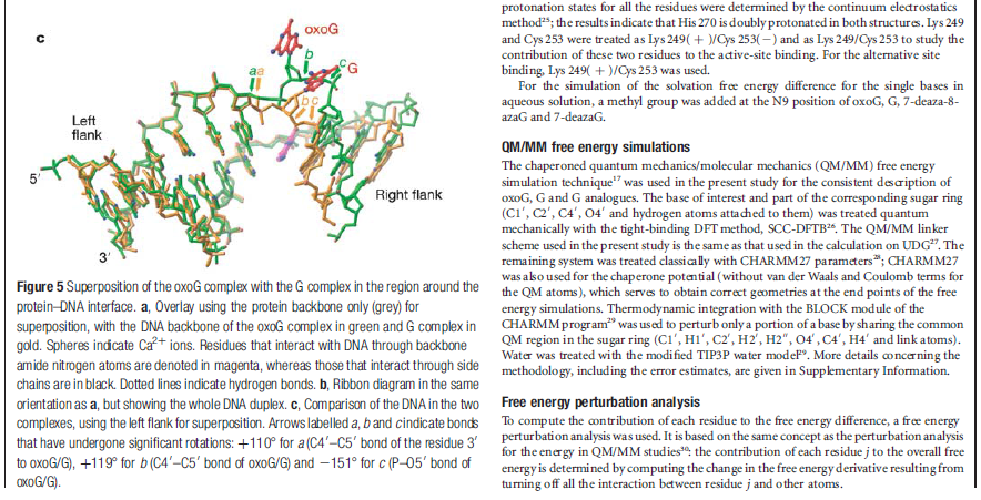 dna repair - Error checking and  repair systems in the cell, amazing evidence of design DNA_repair_enzyme12345678901