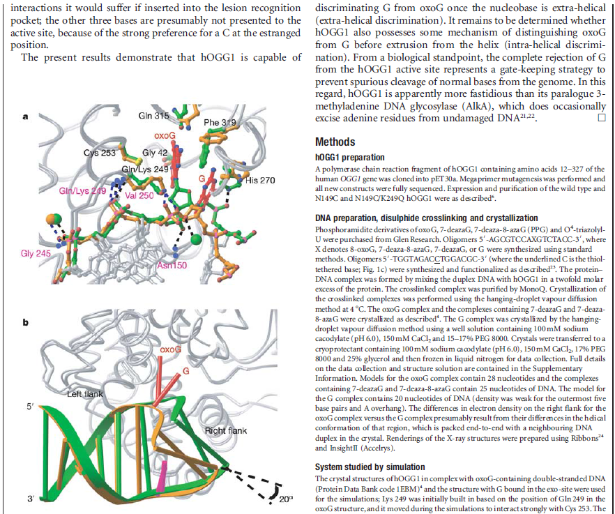 dna repair - Error checking and  repair systems in the cell, amazing evidence of design DNA_repair_enzyme1234567890