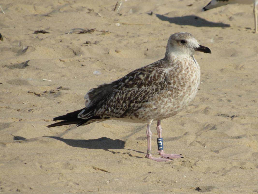 Larus fuscus - anilhas azuis - Dinamarca (Tommy Pedersen) IMG_9567