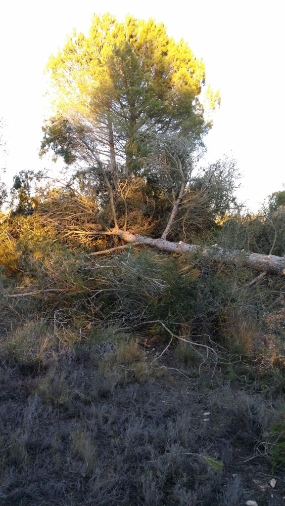 Preparando nueva plantación para marzo del 2017 (Barcelona) 2e3o3t1