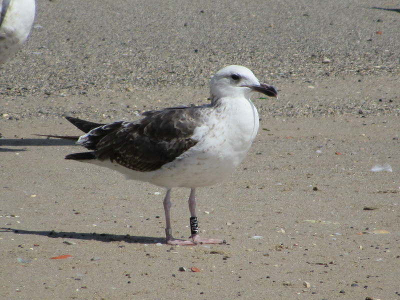 Larus fuscus - anilhas pretas - Noruega (Nils Helge Lorentzen) IMG_6799