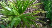 Trachycarpus fortunei  - Stránka 6 WP_20140701_006