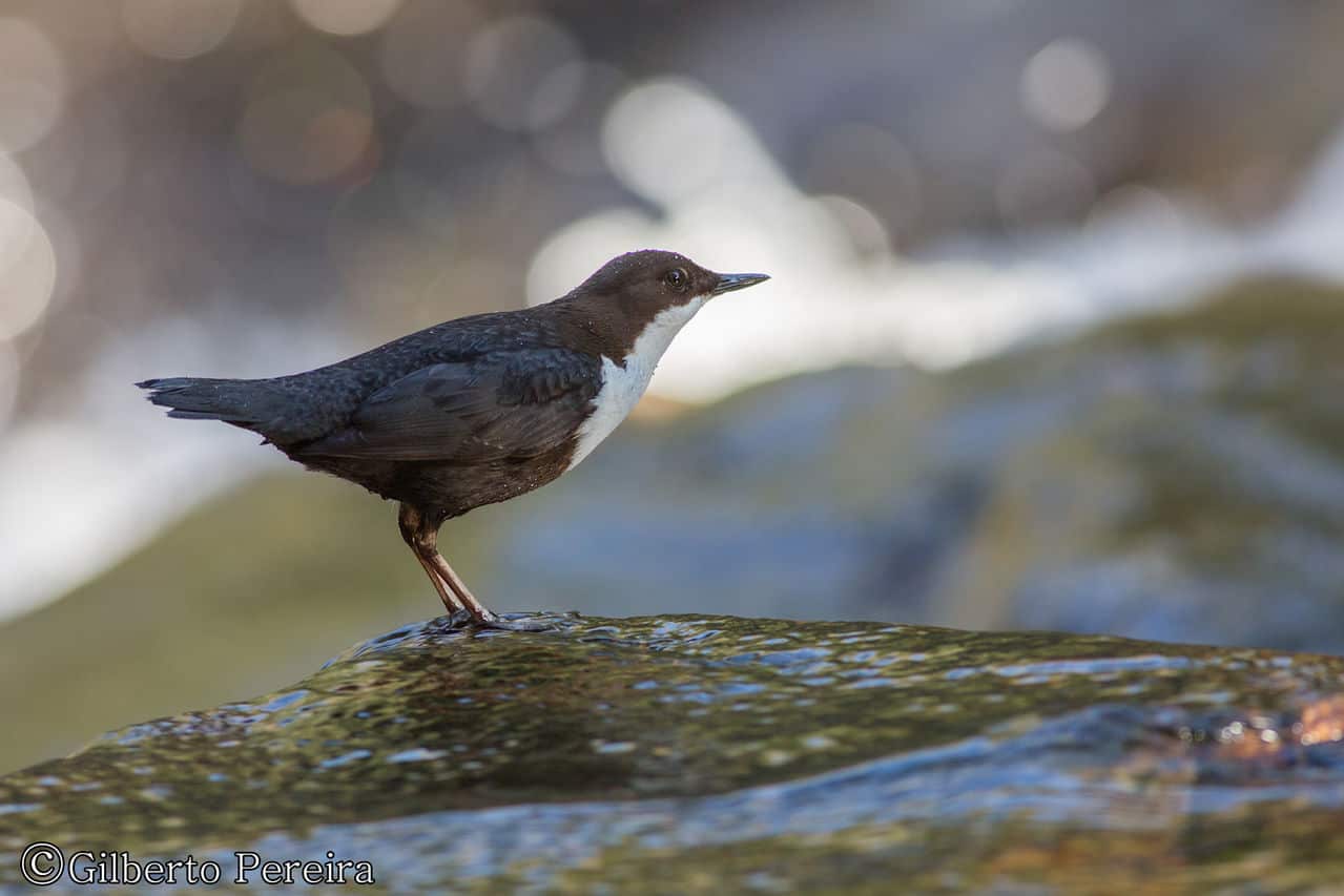 Melro de agua KW1_B9680