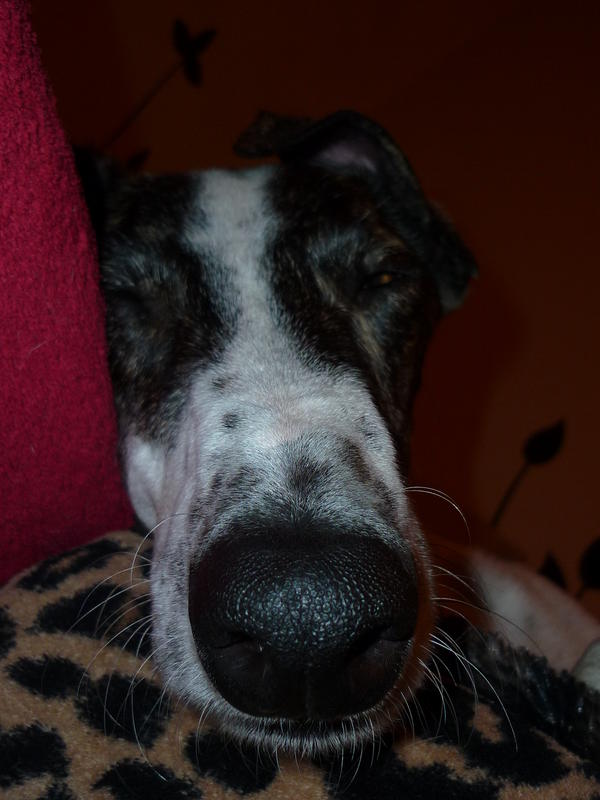 Galgo MATTEO aus Andalusien sucht ... -Galgo Lovers- - Seite 9 3877143