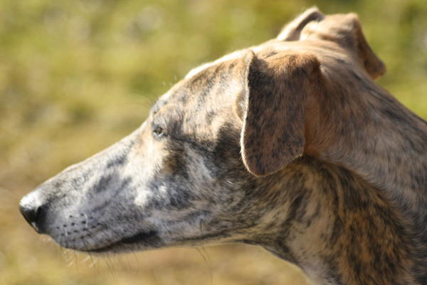 Galgo Gurtel (jetzt MANGO) aus San Anton sucht ... - Seite 5 3984360