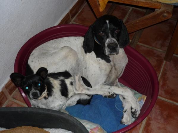 Chihuahua-Mix MICKA aus Murcia sucht ... 5037072