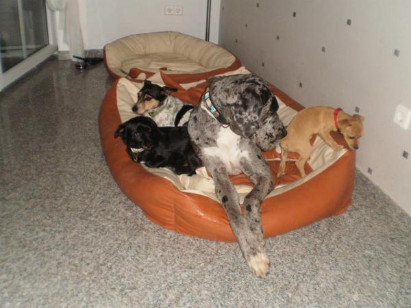 Chihuahua-Mix MICKA aus Murcia sucht ... 5292817