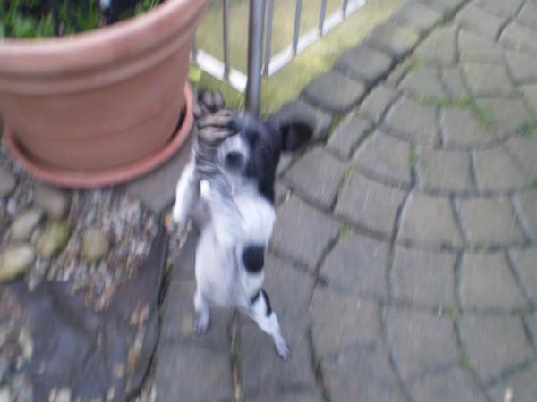 Chihuahua-Mix MICKA aus Murcia sucht ... 5366822