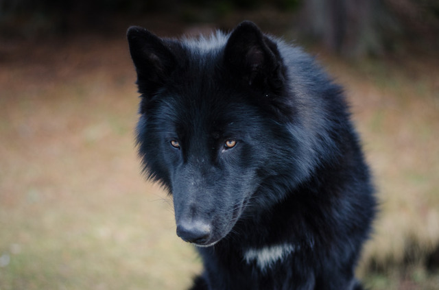 Alaskan noble companion dog 2ep65xy