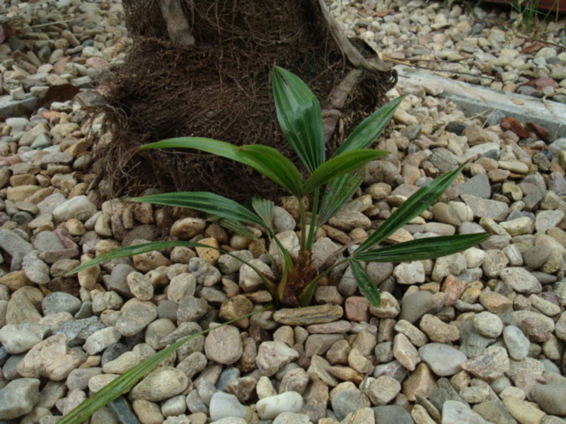 Trachycarpus fortunei  - Stránka 23 DSC02883