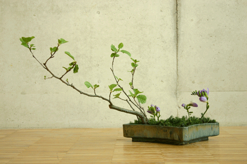 Ikebana - Page 24 Ike_7