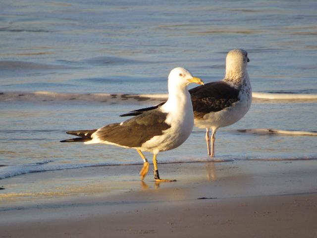 Larus fuscus - anilhas pretas - Noruega (Nils Helge Lorentzen) - Página 2 IMG_7424