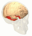 ４．V4野 (オリヴァー・サックス『火星の人類学者』より Fusiform_gyrus_small