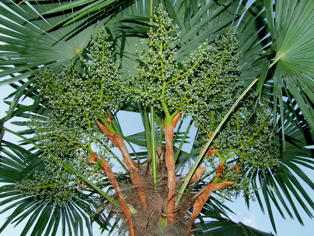 Trachycarpus fortunei  - Stránka 24 DSCF6422