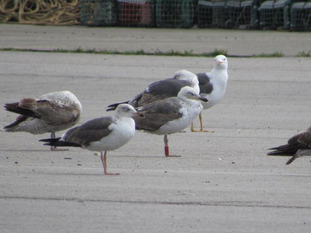 Larus fuscus - anilhas com sinal '+' - Inglaterra (Peter Rock) - Página 3 IMG_6465