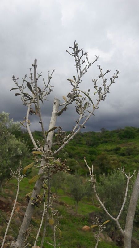 Muy urgente ayuda para evitar secado de muchos olivos Wnvqb