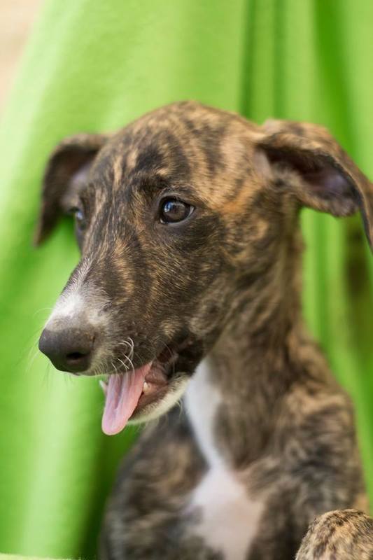 ADOPTADO.  STITCH. CACHORRITO DE GALGO EN ADOPCION. MADRID. MUY URGENTE. Stitch3