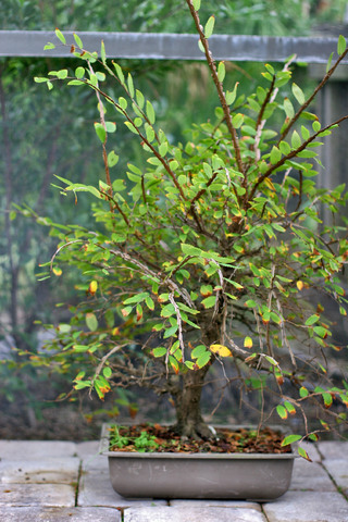 "Survivor" Winged elm - Ulmus Alata Winged_elm