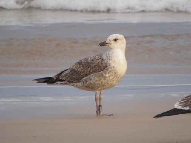 Larus fuscus - anilhas azuis - Dinamarca (Tommy Pedersen) - Página 2 IMG_8739