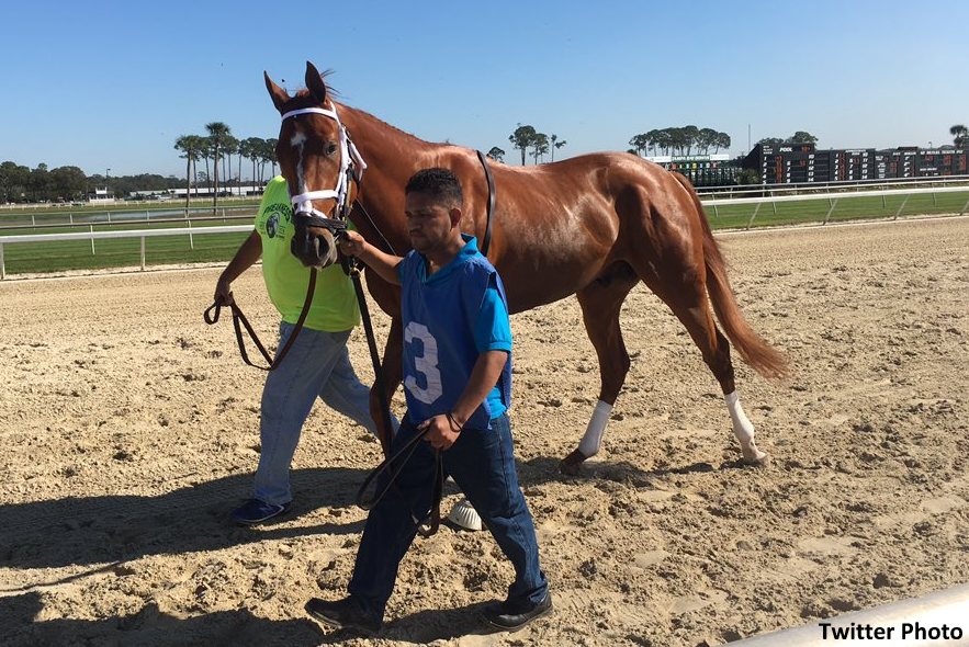 Un Parejo Lote De Tresañeros Busca 50 Puntos Para El Primer Sábado De Mayo En El Tampa Bay Derby Vino-rosso