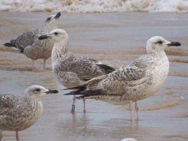 Larus fuscus - anilhas azuis - Dinamarca (Tommy Pedersen) - Página 2 IMG_8732