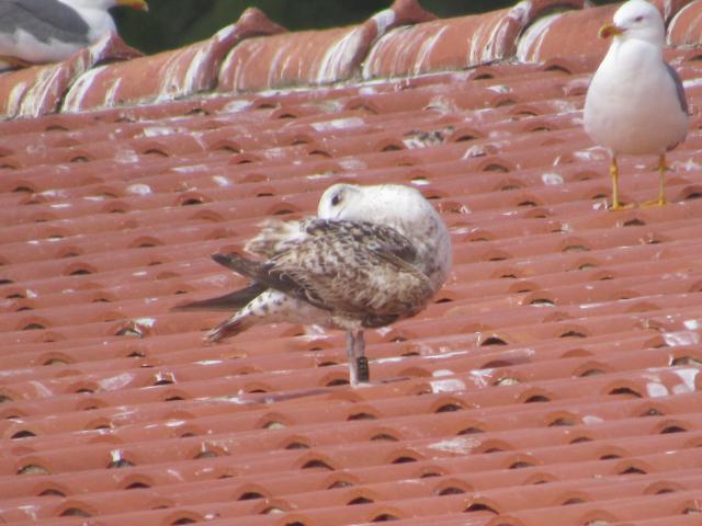 Larus michahellis / fuscus - anilhas pretas - Portugal (RIAS) - registos fora do Algarve - Página 3 IMG_0730