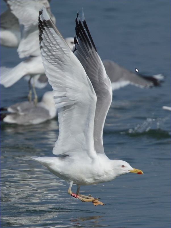 Gaivota-de-patas-amarelas (Larus michahellis) Larus_cachinnans_-_K793