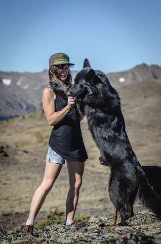 Alaskan noble companion dog 15091787669_e5b2702cbf_c