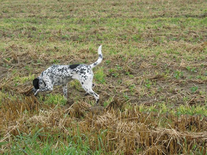 Doris - Pointer Mix - vermittelt 5041171