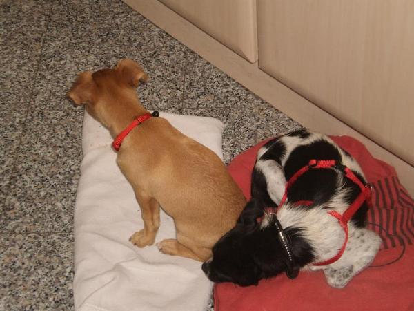 Chihuahua-Mix MICKA aus Murcia sucht ... 5292818