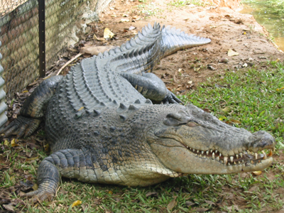 "سحالي المنتدى وتماسيحه". نصيحةٌ إليك يامن تدخلين المنتديات Crocodile