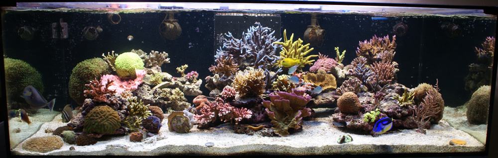 Les plus beau aquariums du forum Ensemble